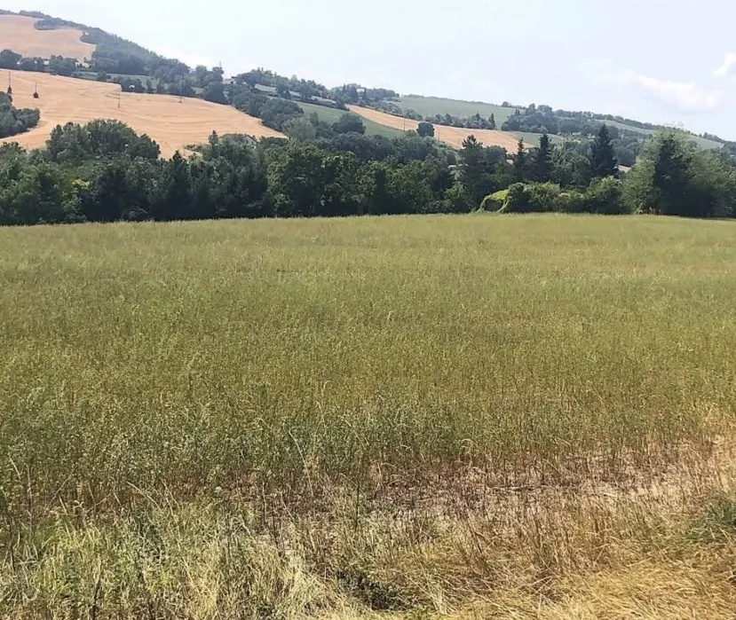 Terreno edificabile a Fermignano – foto 1